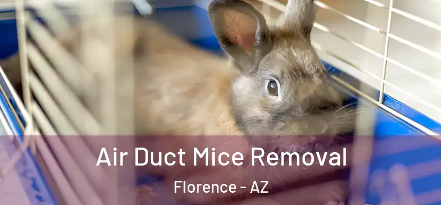 Air Duct Mice Removal Florence - AZ